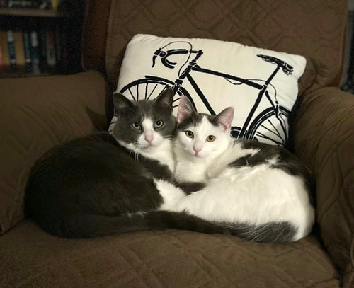 Hershey / Marshmallow photo 3