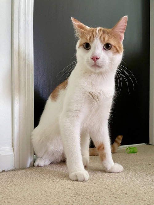Gus