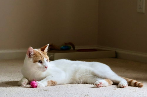 Gus photo 2