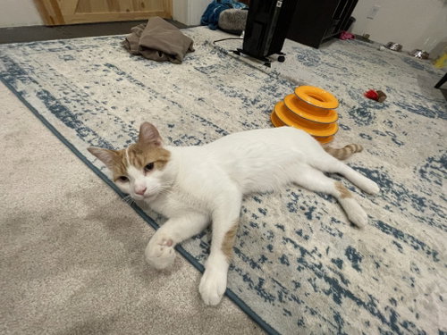 Gus photo 4