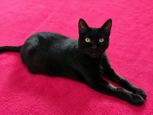 Shadow / Pepper photo 3