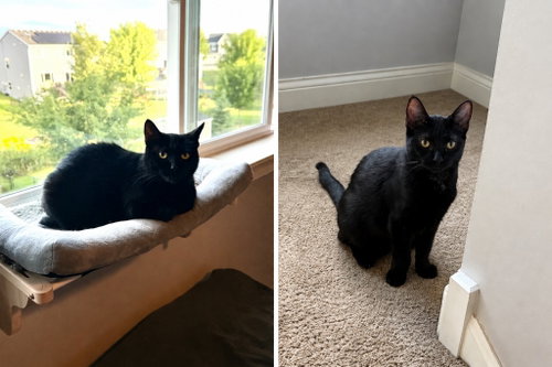 Shadow / Pepper, a cat for adoption from Pet Haven Inc. of MN