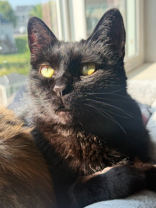 Photo 4 of Shadow / Pepper