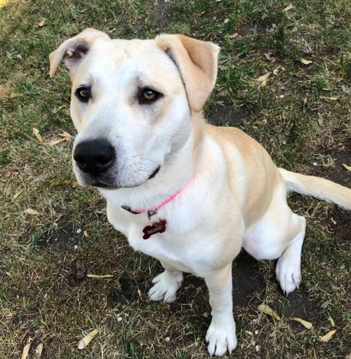 Elsie