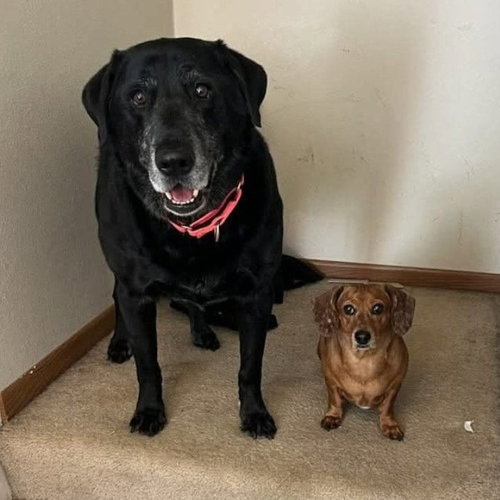 Chase / Maci