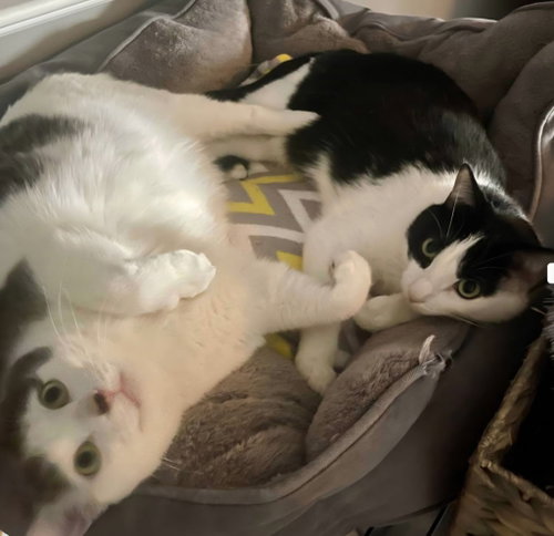 Louie / Vinnie