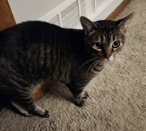 Tabitha