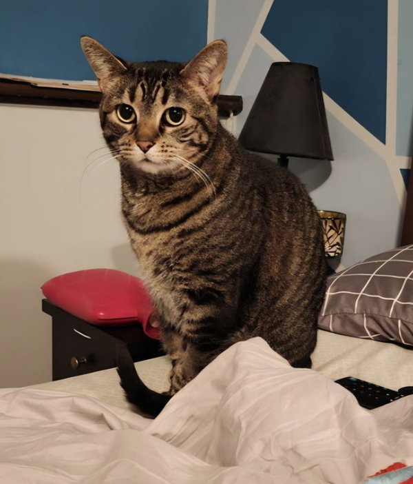 Tabitha