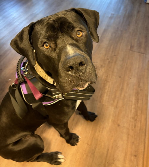 Nova