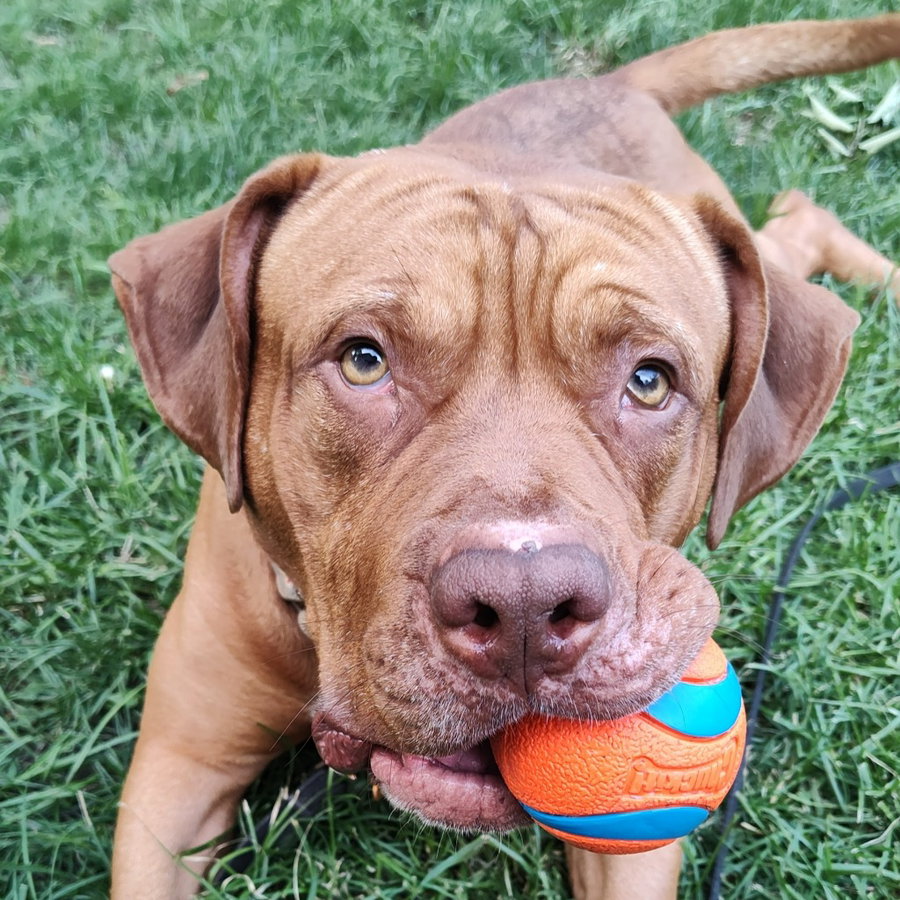 Rupert - Pending Adoption