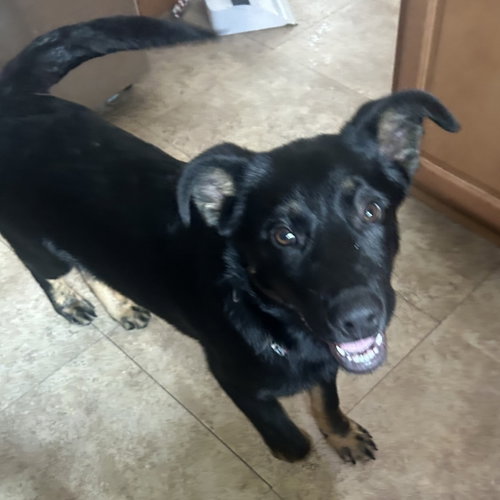 Bolt, an adoptable German Shepherd Dog in St. Paul, MN