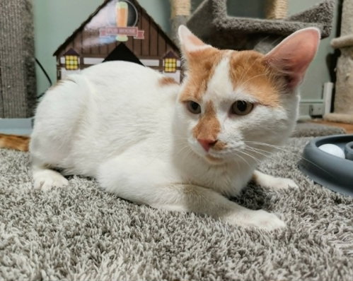Dot (FIV+)