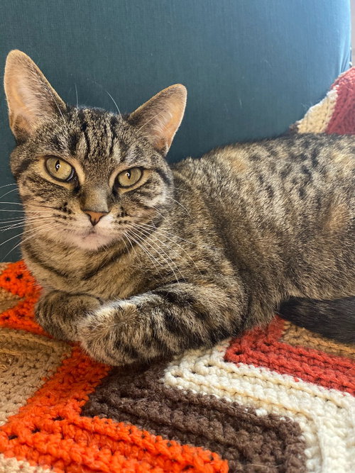 Seven - Pending Adoption, a cat for adoption from Pet Haven Inc. of MN