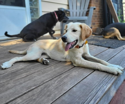 Pippa photo 2