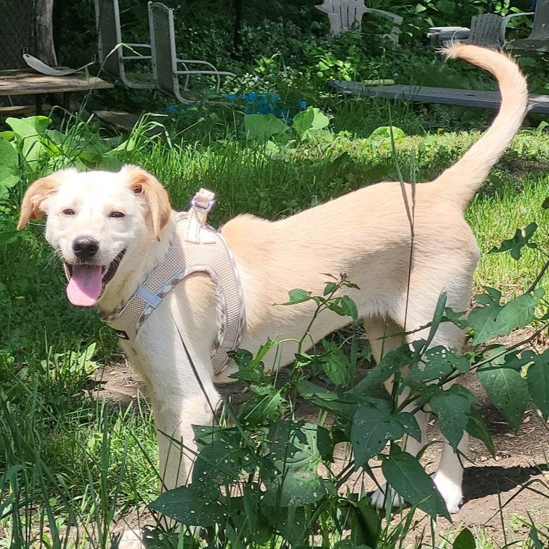 Pippa