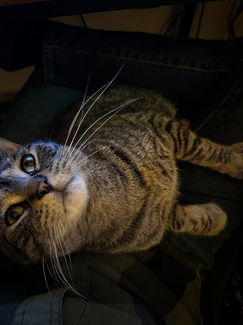 Arlo photo 2