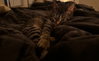 Arlo