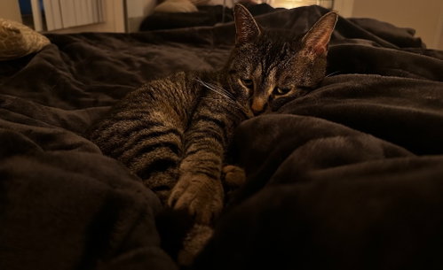 Arlo photo 3