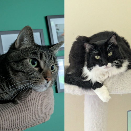 Lilac / Jackson, Adult Domestic Medium Hair / Mixed, cat for adoption in Saint Paul, Minnesota