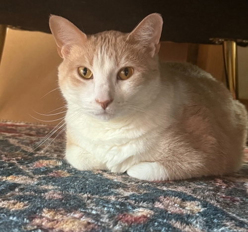 Sonny, Adult Domestic Short Hair / Mixed, cat for adoption in Saint Paul, Minnesota