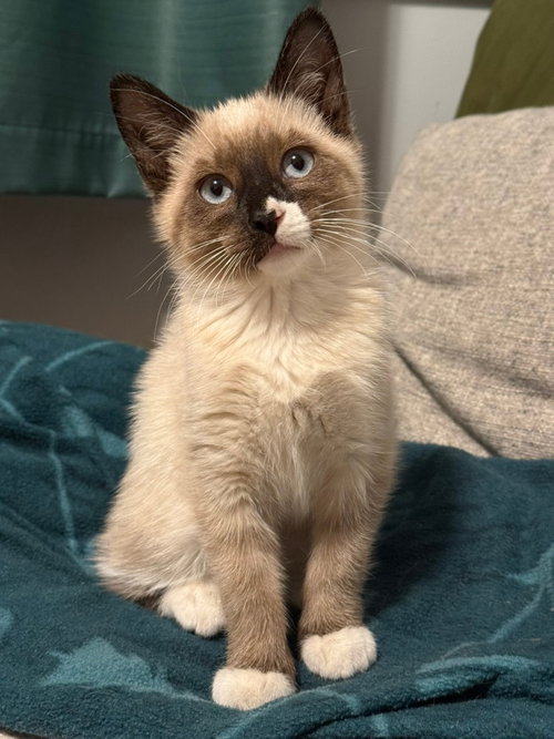 Fiona, Baby Siamese, cat for adoption in Saint Paul, Minnesota