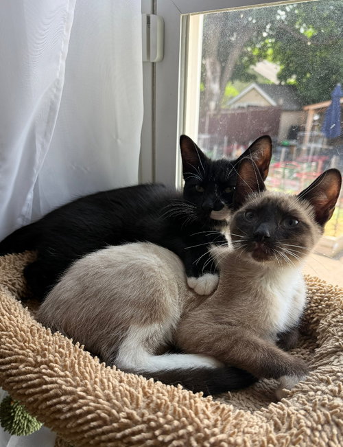 Fiyero / Max, Baby Domestic Short Hair / Mixed, cat for adoption in Saint Paul, Minnesota