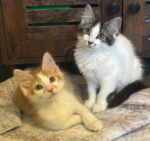 Pumpkin / Eli, an adoptable Domestic Short Hair in St. Paul, MN