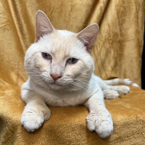 Tucker, an adoptable Domestic Short Hair in St. Paul, MN