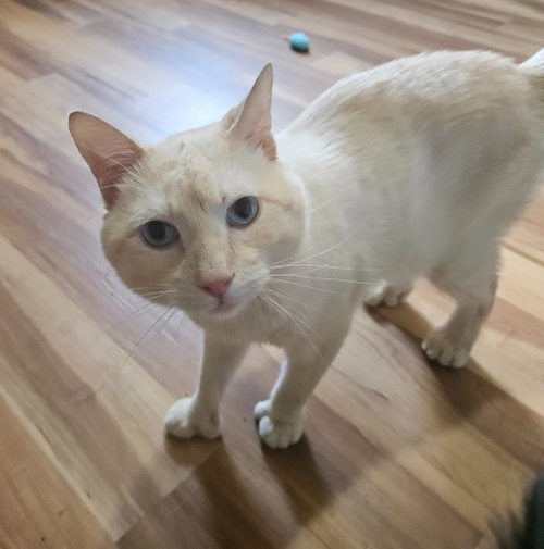 Tucker-Pending Adoption photo 3
