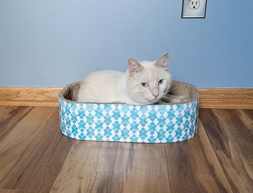 Tucker-Pending Adoption photo 4