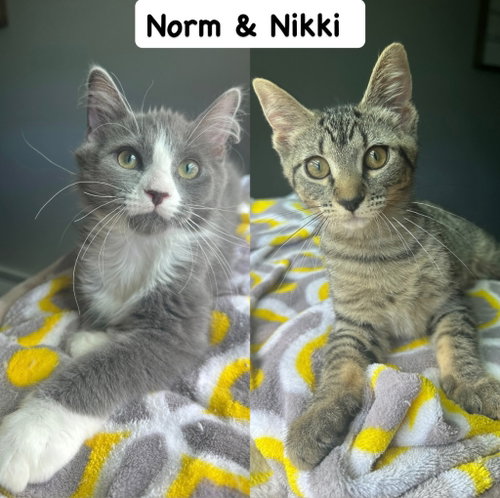 Norm / Nikki