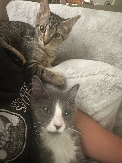 Norm / Nikki photo 2