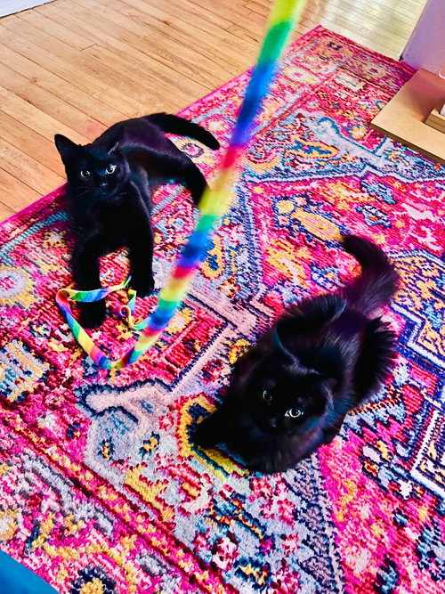 Meredith / Penny