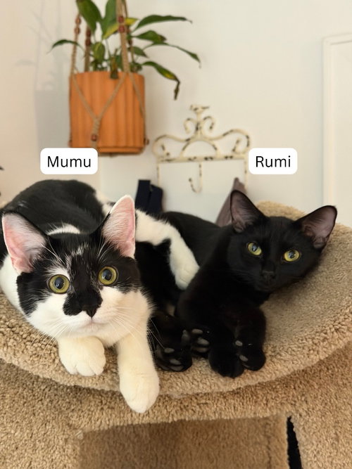 Rumi / Mumu, an adoptable Domestic Short Hair in St. Paul, MN