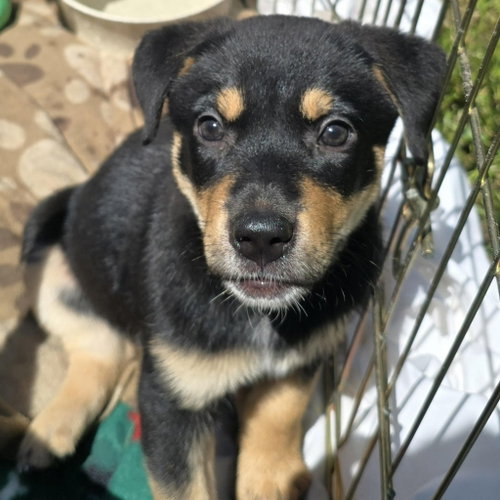 Lilith, an adoptable German Shepherd Dog in St. Paul, MN