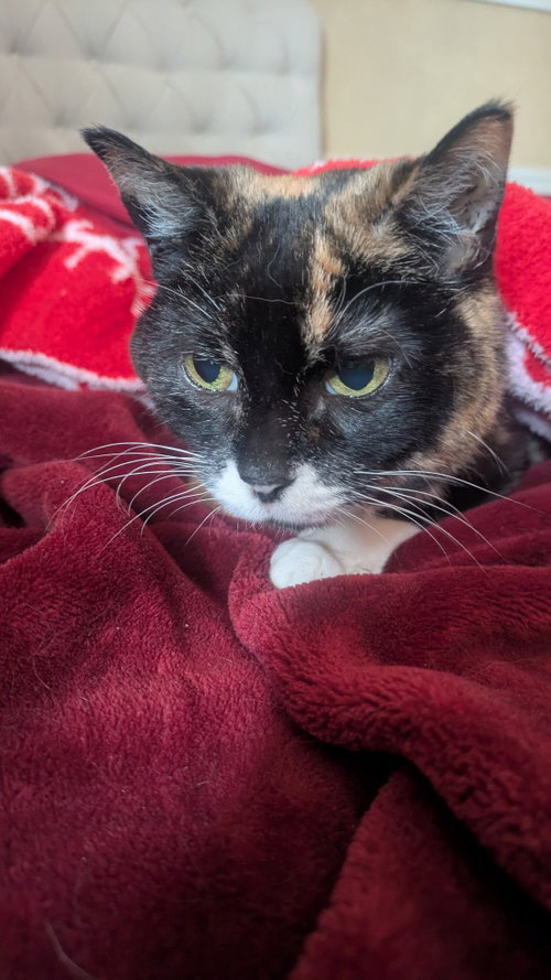 Miss Prissy