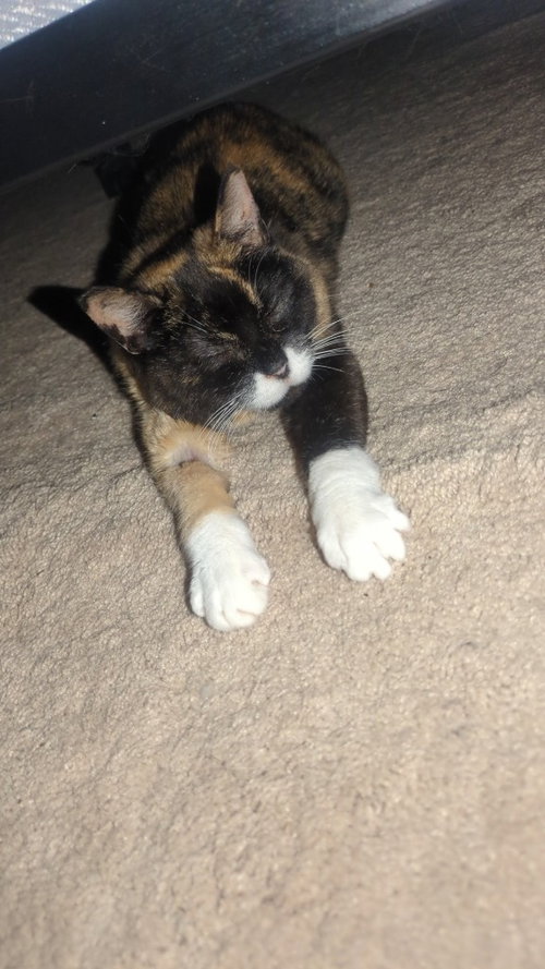 Miss Prissy photo 3