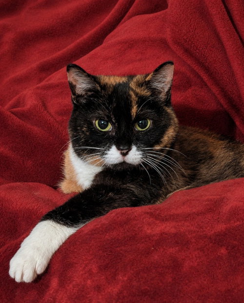 Callie, a cat for adoption from Pet Haven Inc. of MN