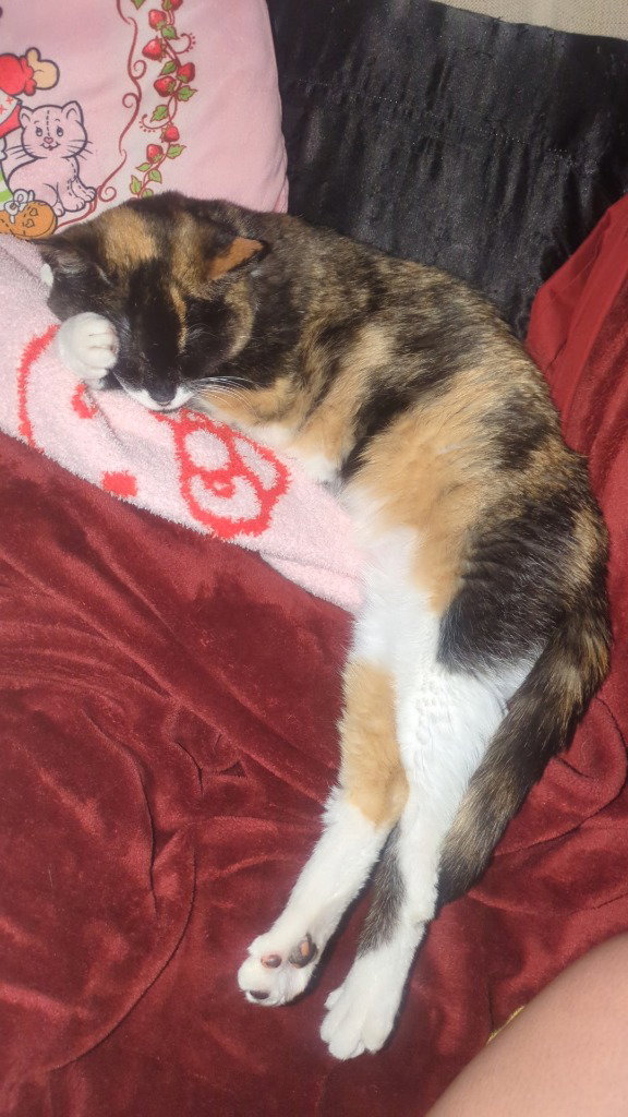 Callie