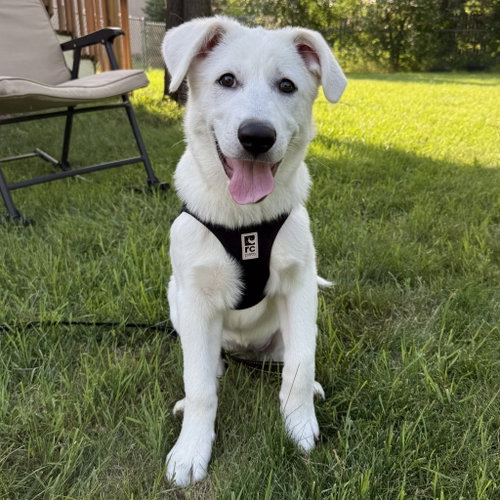 Dassa Dog