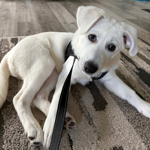 Dassa Dog photo 2
