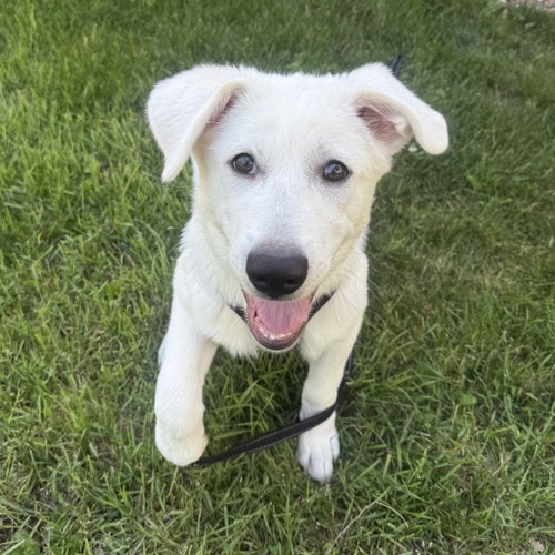 Dassa Dog photo 4