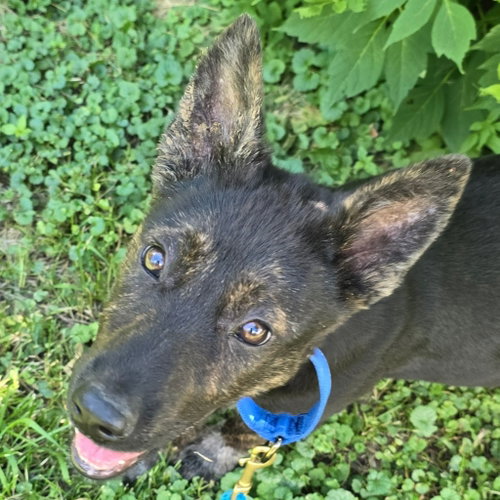 Bingo fka Tok, an adoptable Cattle Dog in St. Paul, MN