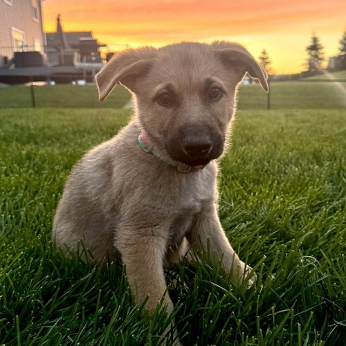Teddy fka Fisher, an adoptable Labrador Retriever in St. Paul, MN