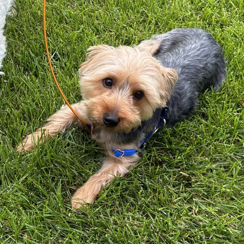 Cooper photo 2