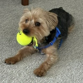 Cooper photo 4