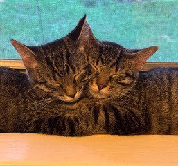 Molly / Polly