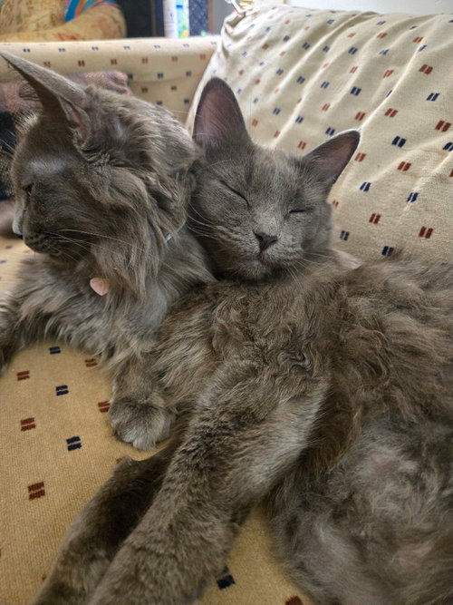 Lady Grey / Matilda photo 3