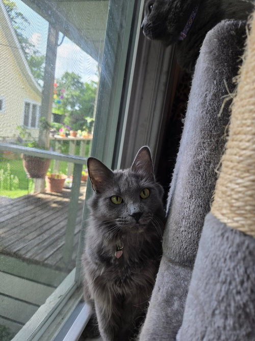 Lady Grey / Matilda photo 4