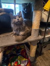 Lady Grey / Matilda